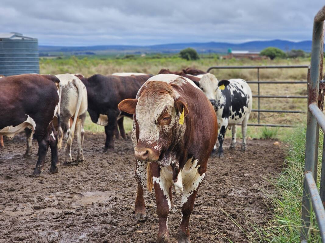 ‘Time to name and shame those who break FMD rules’ – Steenhuisen