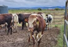 ‘Time to name and shame those who break FMD rules’ – Steenhuisen