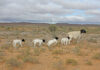 Twinning in Dorper sheep requires some modified management