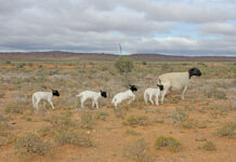 Twinning in Dorper sheep requires some modified management