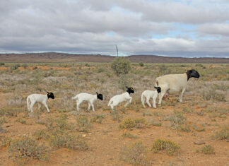 Twinning in Dorper sheep requires some modified management
