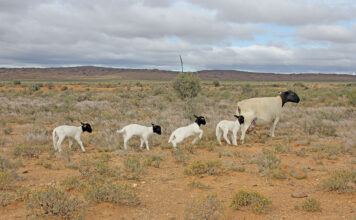 Twinning in Dorper sheep requires some modified management