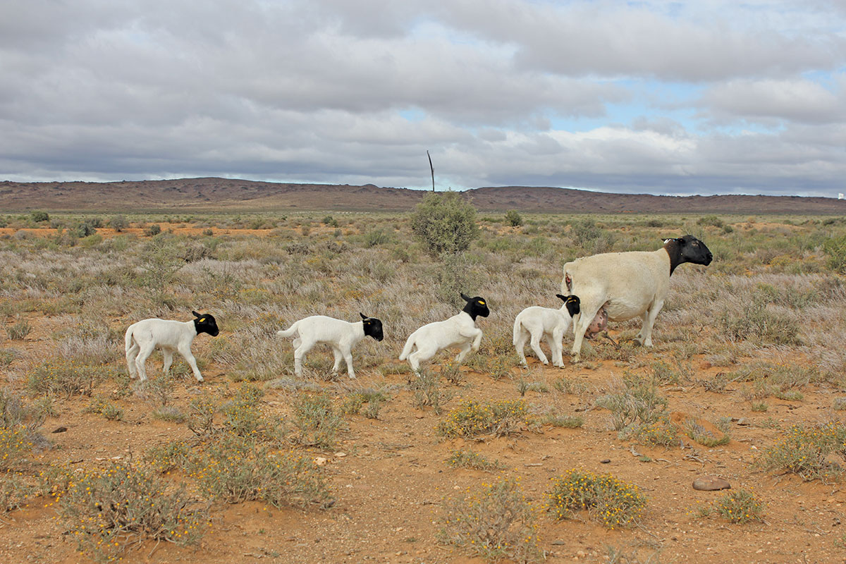 Twinning in Dorper sheep requires some modified management