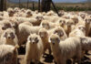 Top-quality kid’s mohair fetches R1 110/kg