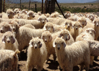 Top-quality kid’s mohair fetches R1 110/kg