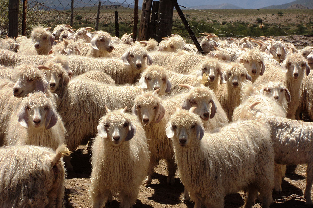 Top-quality kid’s mohair fetches R1 110/kg