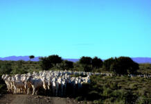Fifth mohair sale: young goats take a knock