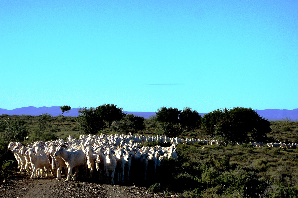 Fifth mohair sale: young goats take a knock