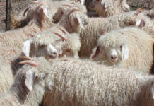 Mohair market gets moving