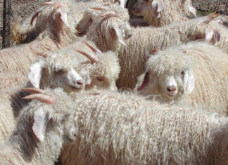 Mohair market gets moving