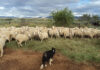 Good wool in demand