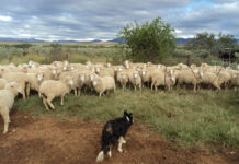 Good wool in demand