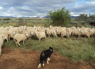 Good wool in demand