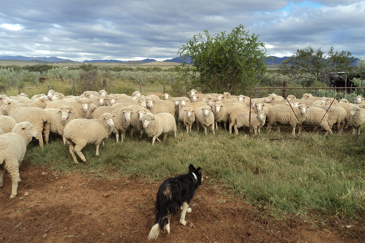 Good wool in demand