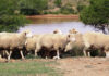 Wool market shows positive sentiment at latest sale