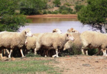Wool market shows positive sentiment at latest sale