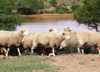 Wool market shows positive sentiment at latest sale