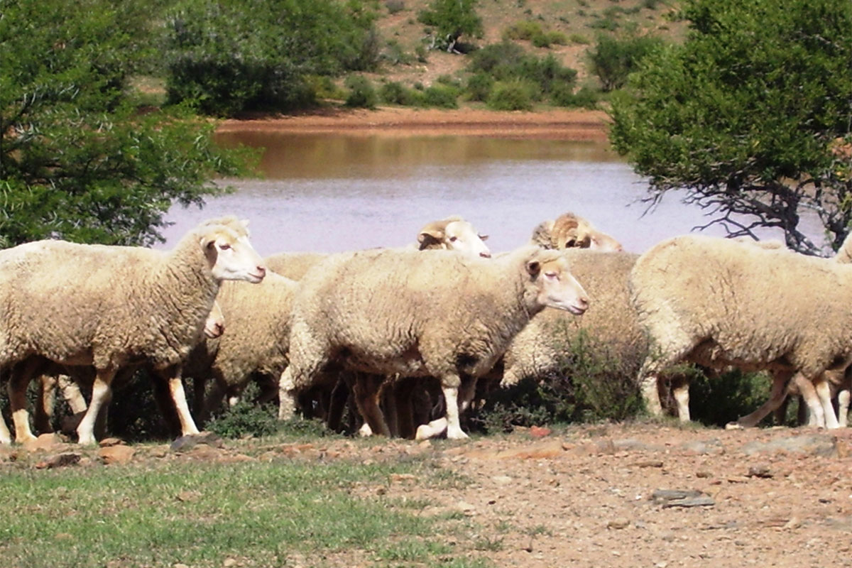 Wool market shows positive sentiment at latest sale