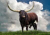How a photographer fell in love with Ankole cattle