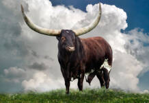 How a photographer fell in love with Ankole cattle