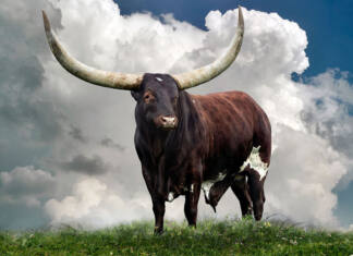 How a photographer fell in love with Ankole cattle