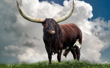 How a photographer fell in love with Ankole cattle
