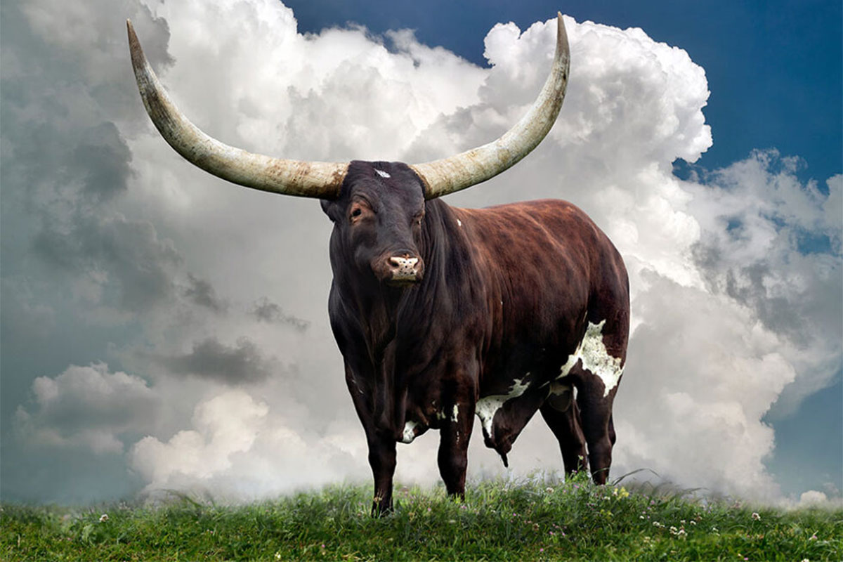 How a photographer fell in love with Ankole cattle