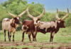 Ankole’s huge potential in SA beef production