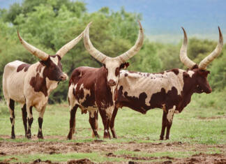 Ankole’s huge potential in SA beef production