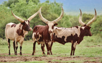 Ankole’s huge potential in SA beef production