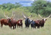 Buffalo Creek Ankole thriving as a natural herd