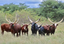 Buffalo Creek Ankole thriving as a natural herd