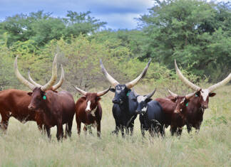 Buffalo Creek Ankole thriving as a natural herd