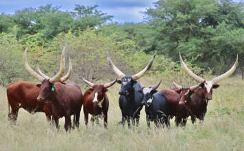 Buffalo Creek Ankole thriving as a natural herd