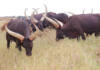 Adapting Ankole cattle to Zimbabwe’s harsh conditions