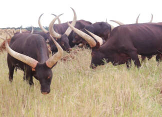 Adapting Ankole cattle to Zimbabwe’s harsh conditions