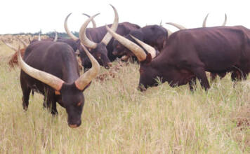 Adapting Ankole cattle to Zimbabwe’s harsh conditions