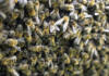 World Bee Day: Forage pressure weakens bee populations