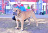 The Boerboel: defined by temperament, loyalty, and strict breeding standards