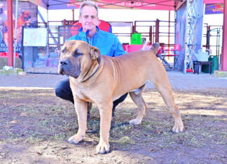 The Boerboel: defined by temperament, loyalty, and strict breeding standards