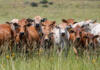 Boran cattle reshape thinking on profitable beef production