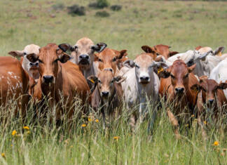 Boran cattle reshape thinking on profitable beef production