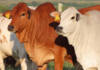 Quality remains a driving force for Eastern Cape cattle farmer