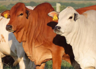 Quality remains a driving force for Eastern Cape cattle farmer