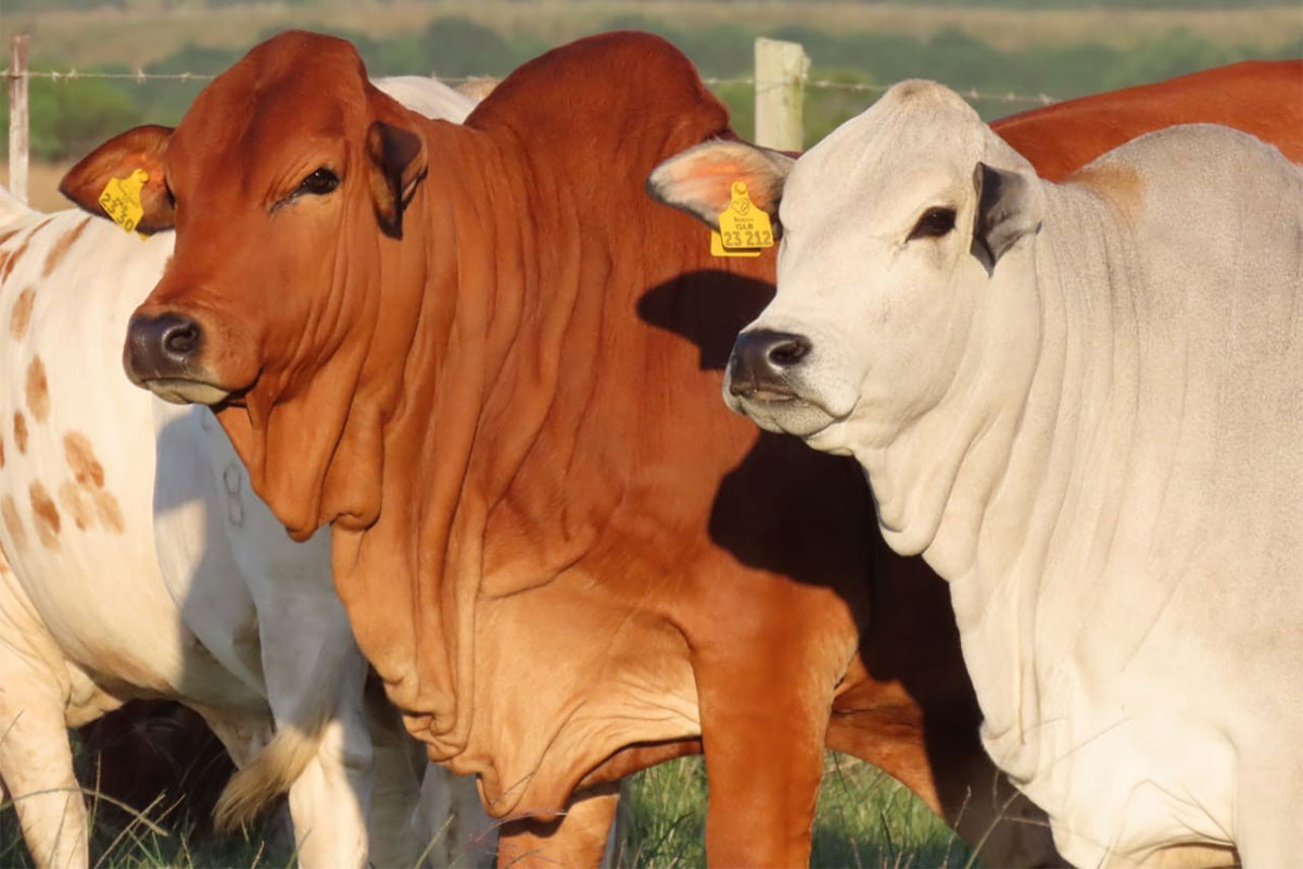 Quality remains a driving force for Eastern Cape cattle farmer