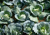The basics of growing cabbages