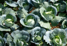 The basics of growing cabbages