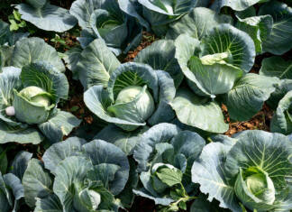 The basics of growing cabbages