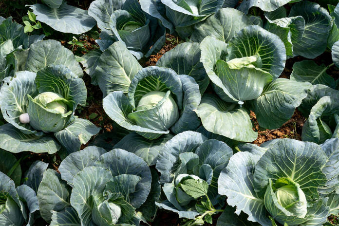 The basics of growing cabbages