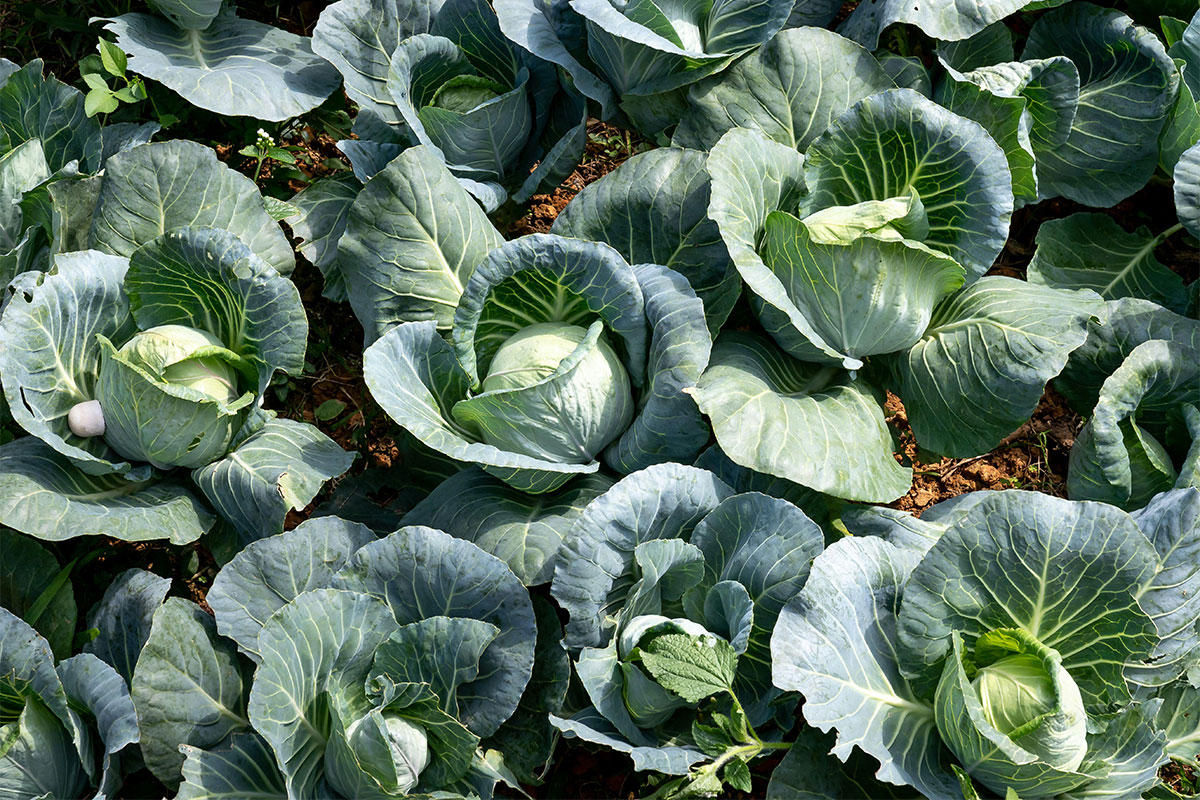 The basics of growing cabbages